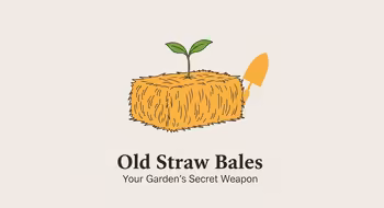 Old Straw Bales: Your Garden's Secret Weapon